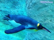 King Penguin キングペンギン 旭山動物園 観光スポット ぶらり旅