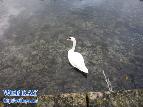 Bibury（バイブリー）のRiver Coln（コーン川）に居た白鳥