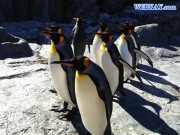 King Penguin キングペンギン 旭山動物園 観光スポット ぶらり旅