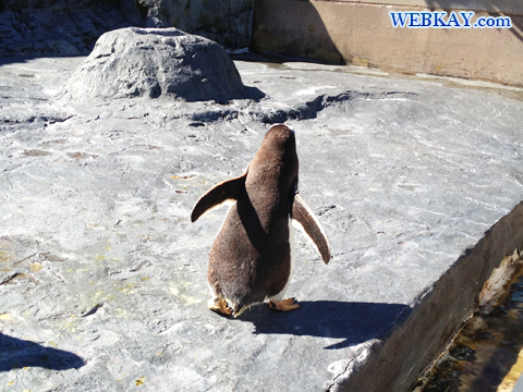 Gentoo Penguin ジェンツーペンギン 旭山動物園 観光スポット ぶらり旅
