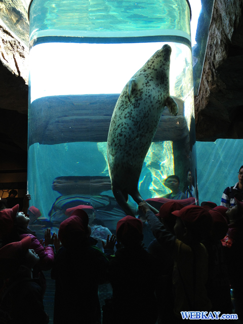 Spotted Seal あざらし館 旭山動物園 観光スポット ぶらり旅