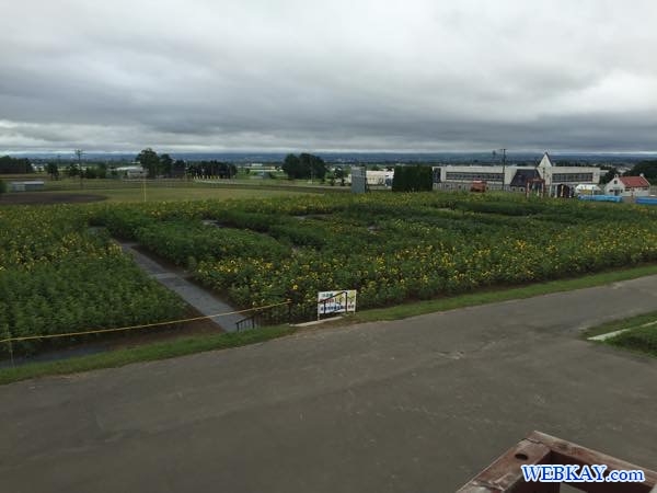 ヒマワリ畑 ひまわり畑 Sunflower field ひまわりの里 北竜町 北海道