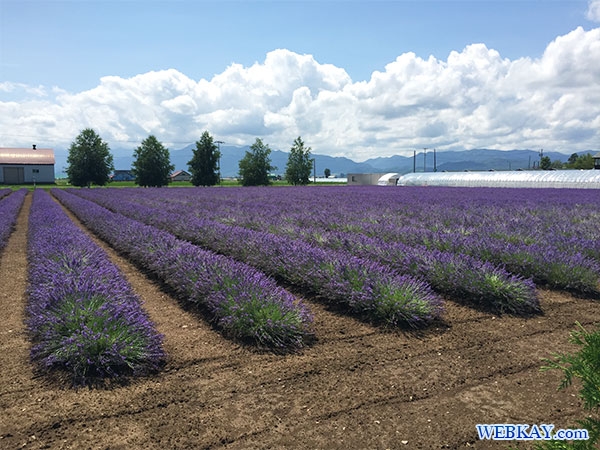 ファーム富田 ラベンダーイースト lavender east farm tomita ファームとみた lavender field