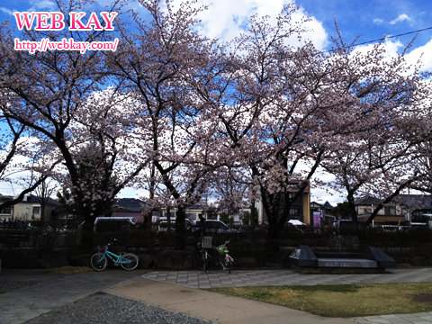 松本城 桜