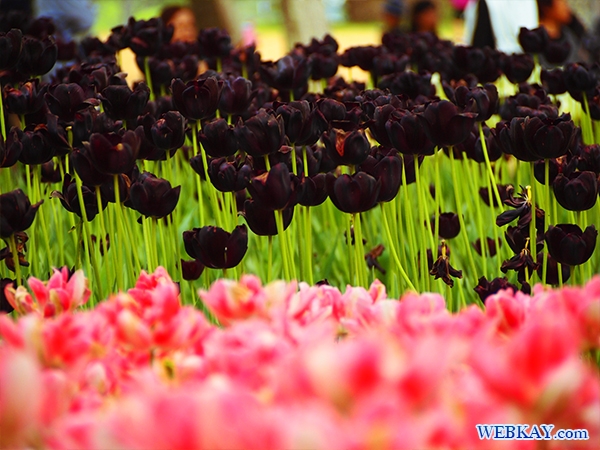 国営ひたち海浜公園 tulip チューリップ たまごの森 フラワーガーデン flower garden 茨城県