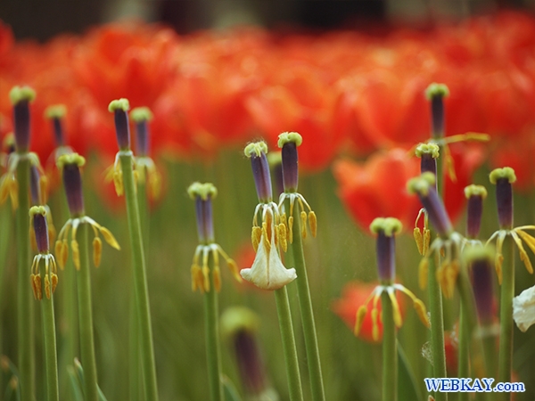 国営ひたち海浜公園 tulip チューリップ たまごの森 フラワーガーデン flower garden 茨城県