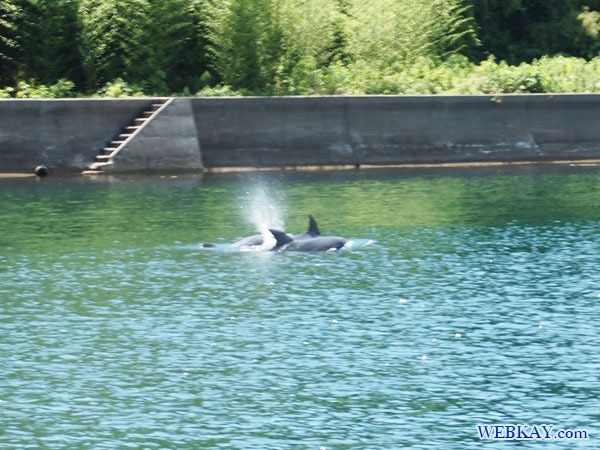 能登島 イルカウォッチング 柳（やなぎ） いるか 海豚 dolphin watching Noto Japan