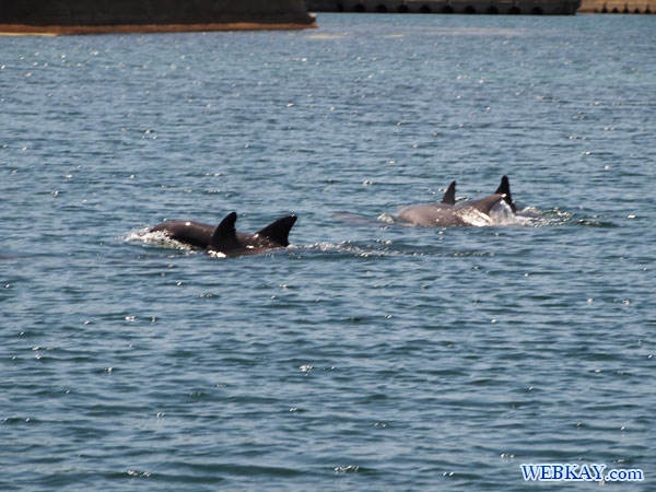 能登島 イルカウォッチング 柳（やなぎ） いるか 海豚 dolphin watching Noto Japan