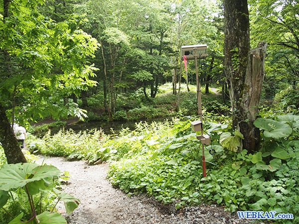 神の子池（かみのこいけ） 北海道 神秘的な池 パワースポット