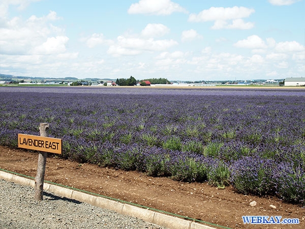 ラワーレの舎 ファーム富田 ラベンダーイースト lavender east farm tomita ファームとみた lavender field
