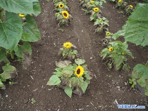ヒマワリ畑 ひまわり畑 Sunflower field ひまわりの里 北竜町 北海道