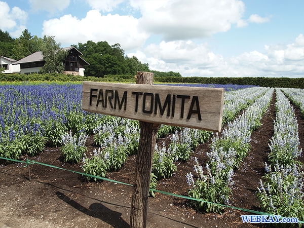 ファーム富田 ファームとみた ラベンダー畑 farm tomita lavender