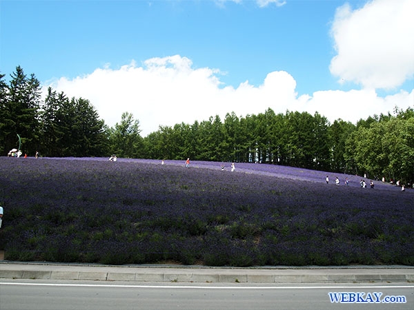 ファーム富田 ファームとみた ラベンダー畑 富良野 トラディショナルラベンダー畑 traditional lavender field furano