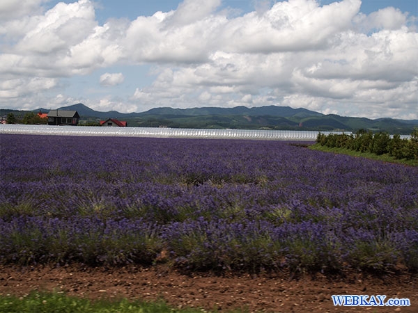 ファーム富田 ラベンダーイースト lavender east farm tomita ファームとみた lavender field