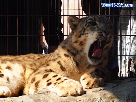 Snow Leopard ユキヒョウ 旭山動物園 観光スポット ぶらり旅