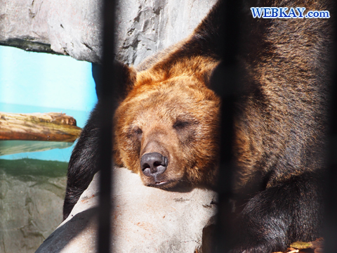 エゾヒグマ 熊 旭山動物園 観光スポット ぶらり旅
