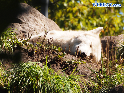 Timber Wolf シンリンオオカミ 旭山動物園 観光スポット ぶらり旅