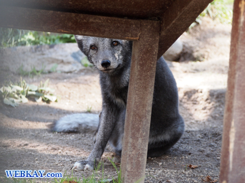 Arctic Fox ホッキョクギツネ 旭山動物園 観光スポット ぶらり旅
