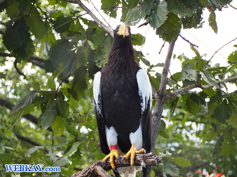 Steller's Sea Eagle オオワシ イヌワシ 旭山動物園 北海道産動物 観光スポット ぶらり旅