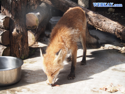 Red Fox キタキツネ 旭山動物園 北海道産動物 観光スポット ぶらり旅