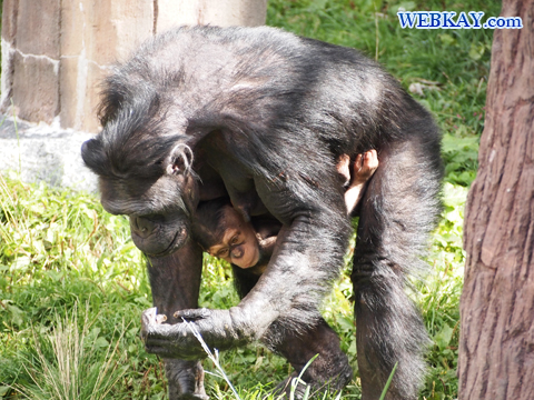 Chinpanzee チンパンジー 旭山動物園 観光スポット ぶらり旅