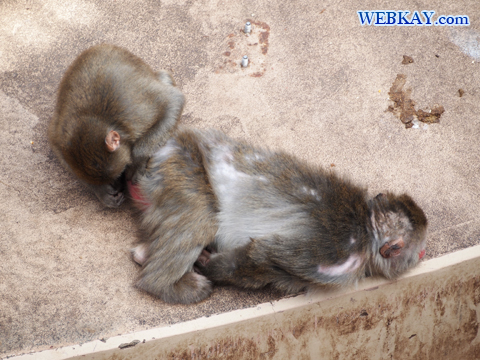 Japanese Macaque ニホンザル 旭山動物園 観光スポット ぶらり旅