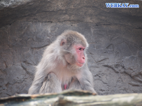 Japanese Macaque ニホンザル 旭山動物園 北海道産動物 観光スポット ぶらり旅