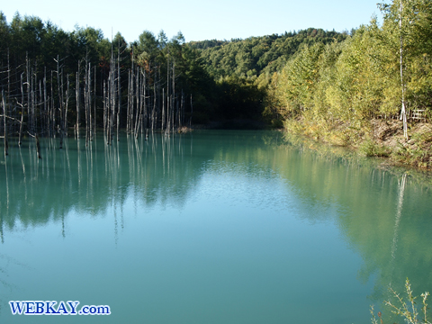 美瑛 青い池 観光 スポット Blue Pond 写真